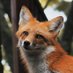 @Redfuchs@furries.club (@redfuchs_) Twitter profile photo @Redfuchs@furries.club (@redfuchs_) Twitter profile photo