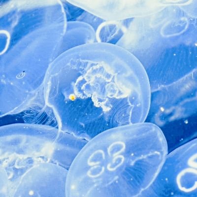 aiqemwob's profile picture. 