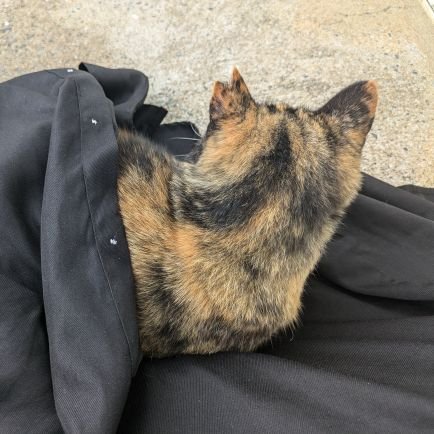 ねこ🍋さんのプロフィール画像
