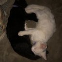 Stephanie DeWitt - @DewittStep48717 - Twitter