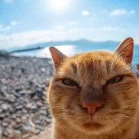 Shashank (@shashankx02) 's Twitter Profile