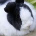 bunny ๐ (@happiestbunny1) Twitter profile photo bunny ๐ (@happiestbunny1) Twitter profile photo