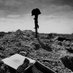 The Fallen Warriors (@fallenwarriorin) Twitter profile photo The Fallen Warriors (@fallenwarriorin) Twitter profile photo
