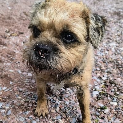guiding all the BT pals from OTRB 🌈 on sqizzer chasing, digging and snoozing