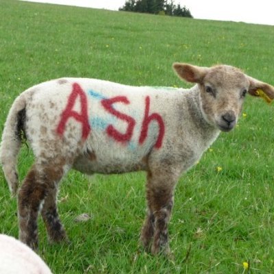 This (Æ) is called an Ash, I even wrote it on the sheep in case you didn't know.
Former soldier, now playing with my wood or moaning about politicians.