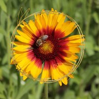 Blumen-Natur.de - Archiv🪻🌳 (@blumennatur) 's Twitter Profile Photo Blumen-Natur.de - Archiv🪻🌳 (@blumennatur) 's Twitter Profile Photo