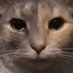 Nina Pookie (@nina_pookie) Twitter profile photo Nina Pookie (@nina_pookie) Twitter profile photo