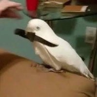 birv (@murderbirv) 's Twitter Profile
