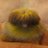 caillouwa's profile image