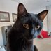 Lincoln 🐈⬛ (@themenacecat) Twitter profile photo Lincoln 🐈⬛ (@themenacecat) Twitter profile photo