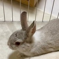 💤 (@hanve_) 's Twitter Profile