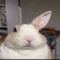 Sfyzu (@sfyzuvfx) 's Twitter Profile