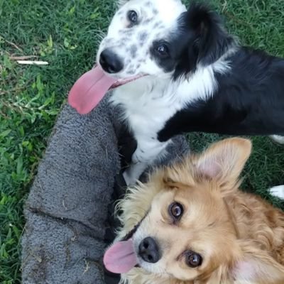 virgicollino's profile picture. 