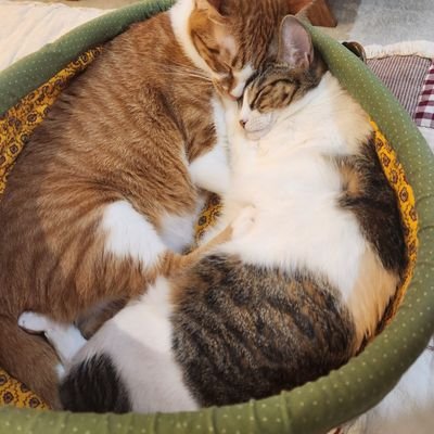 hatanka2271's profile picture. 