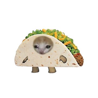 taco caT (@tacocattoken) 's Twitter Profile