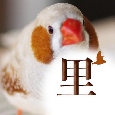 飼い主さん、大好きな小鳥たちと暮らしていらっしゃいましたが、重篤な病気によりこの先の飼育ができなくなってしまいました。大切にしていた69羽の小鳥たちを里親さんへと繋ぐための、鳥仲間有志による期間限定アカウントです。
