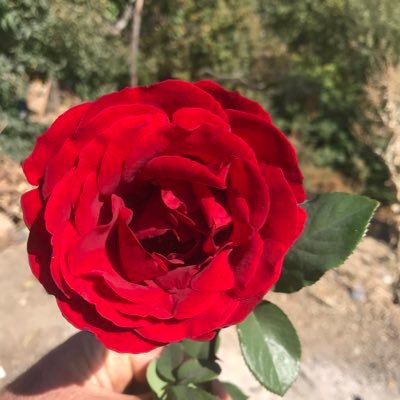 mehmeta44488251's profile picture. 