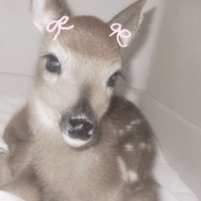 k1tty177's profile picture. 19 • nsfw • ageless/minors dni • sub • sweden