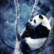 Grumpy Panda 🐼 ◼️◻️ 🦡 (@pandarwiz) 's Twitter Profile