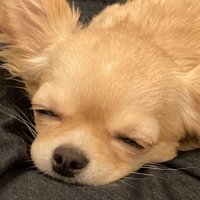 パパ大好きアカウント (@papa_love_dog) 's Twitter Profile Photo