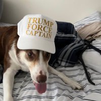Belle the Goose Dog (@timlynch_1) 's Twitter Profile