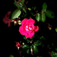 RosemarieGFS (@rosemariegfs) 's Twitter Profile