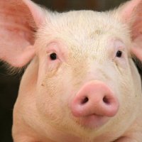 cheeful_giver (@paypigpig) 's Twitter Profile