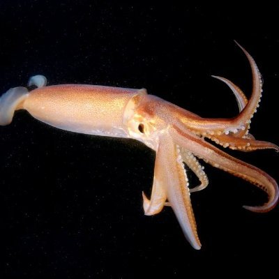 Budakenji's profile picture. kind of a loser kind of an idiot sorry