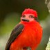 ¿Ha pajareado hoy Zeling? (@zelingpajarea) Twitter profile photo ¿Ha pajareado hoy Zeling? (@zelingpajarea) Twitter profile photo