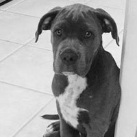 P Zepeda (@pp52853) 's Twitter Profile