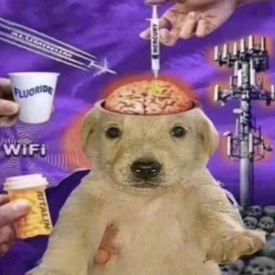 sid0roff's profile picture. 💊🐮 lactose intolerant　
🎉🤪 adhd　
🧱🫎 volvo owner