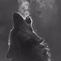 will wisp (@thevixenswill) 's Twitter Profile