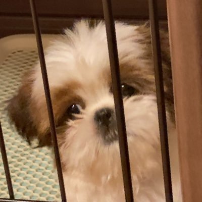 ノーパソ回線弱者 サブhttps://t.co/vMiumQznu2