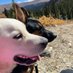 AMC (@amcdogmom) Twitter profile photo AMC (@amcdogmom) Twitter profile photo