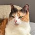 Suzie Loo the Calico ๐ฑ (@suzieloo) Twitter profile photo Suzie Loo the Calico ๐ฑ (@suzieloo) Twitter profile photo