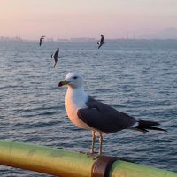 kakaka (@kakaka196228178) 's Twitter Profile