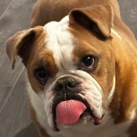 Moxy (@boxomoxy) 's Twitter Profile