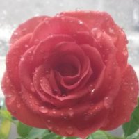D. R. (@dreaded_rainbow) 's Twitter Profile