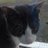 fleochaton's profile image