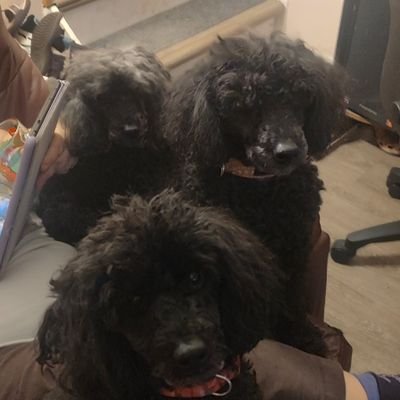 snowy855's profile picture. cinema enjoyer, occasionally i beat video games i like without taking hits