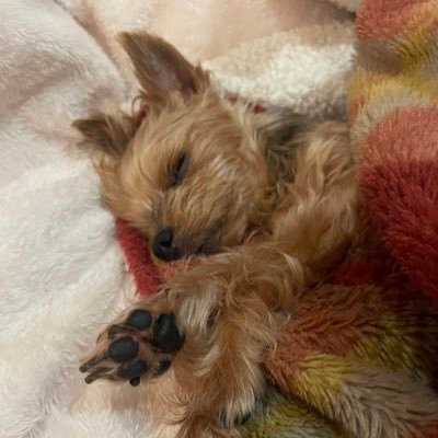 fu___dodon's profile picture. 伊澤さん髙石さん応援アカウント