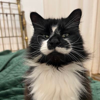 lamereduchat's profile picture. Radicalised by TERFs. Woman of a certain age. 🏴󠁧󠁢󠁥󠁮󠁧󠁿  I stand with Israel. #LGBwithouttheT  #RepealtheGRA