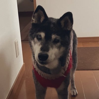 護犬派ルナピ☮️NoWar☮️🇵🇸🕊️さんのプロフィール画像