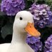 Feathers McSanti 🌸🦆 (@patomiope) Twitter profile photo Feathers McSanti 🌸🦆 (@patomiope) Twitter profile photo