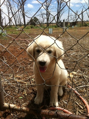mynabb's profile picture. Dryland farming and Grazing with my parents and wife Olivia. Now operating 3 telecommunication shops since retiring as an agribusiness bank manager.