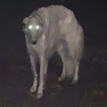 dogさんのプロフィール画像
