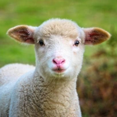 otter01135456's profile picture. 