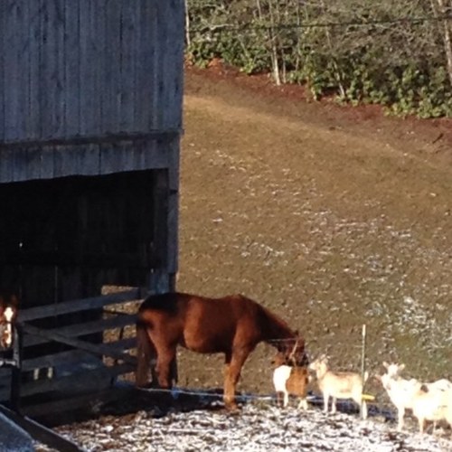 GOatGREENfarm's profile picture. 