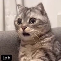 Roxelana (@roxelanaaaaa) 's Twitter Profile