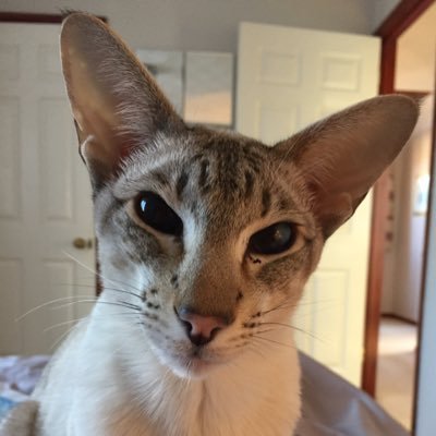 MichaelBan57347's profile picture. Love my wife, children & cat. Support Reform & centre right policies. Opposed to Labour & EU. Despair of UKs trajectory. Love blues & play bass, guitar & keys